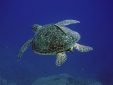 Plongée à Phuket Thaïlande avec All4Diving - Mer d'Andaman Sea turtle