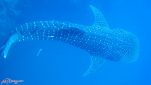 Plongée à Phuket Thaïlande avec All4Diving - Mer d'Andaman - Whale Shark