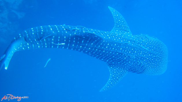 Plongée à Phuket Thaïlande avec All4Diving - Mer d'Andaman - Whale Shark
