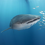 Plongée Phuket - icône de requin-baleine