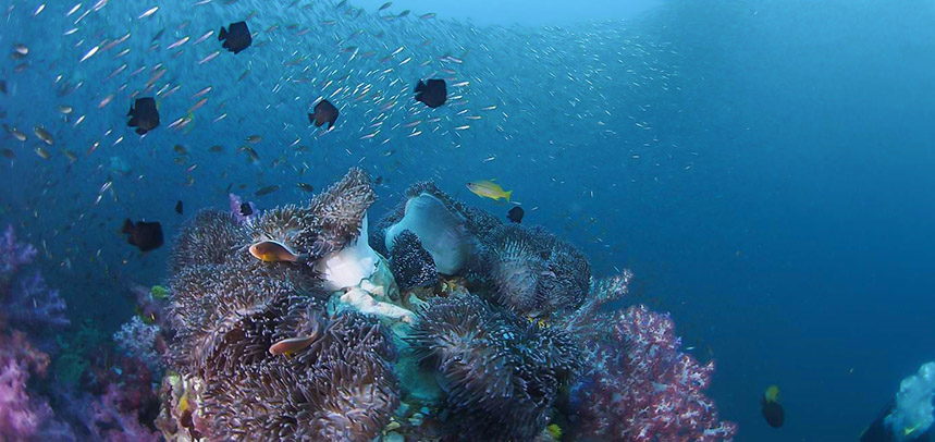 Anemone Reef diving - anemones