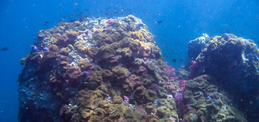 Anemone Reef diving - top view