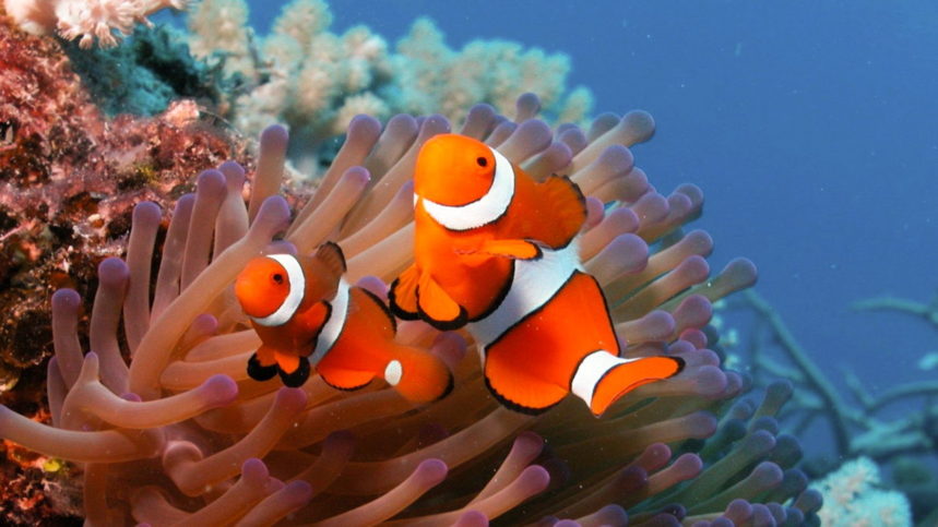 Discover Scuba Diving Phuket - Nemo