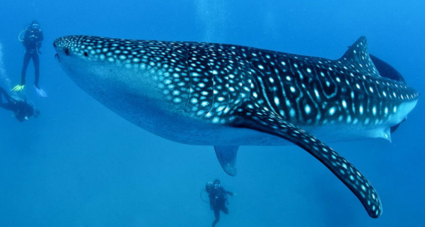 Hin Daeng Diving - Divers with Whale Shark