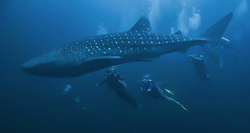 Hin Daeng Diving - Scuba Divers with Whale Shark