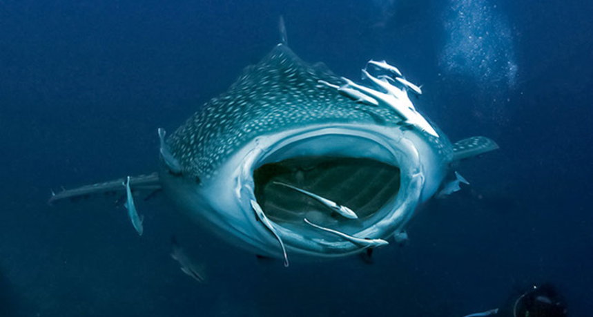 Hin Daeng Diving - Whale Shark