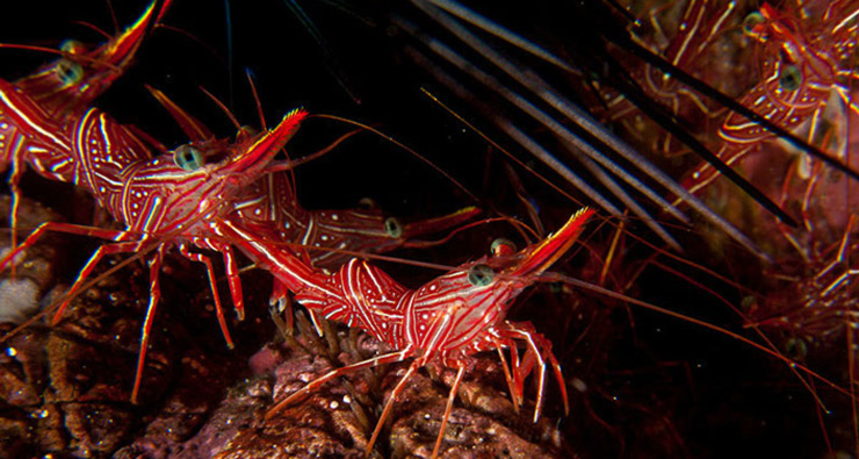 Hin Muang Diving - Cleaner Shrimps