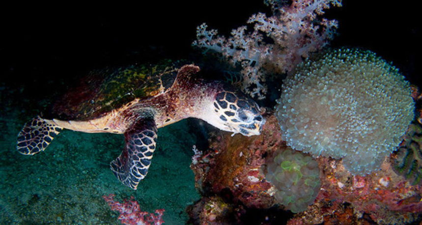 Hin Muang Diving - Sea turtle