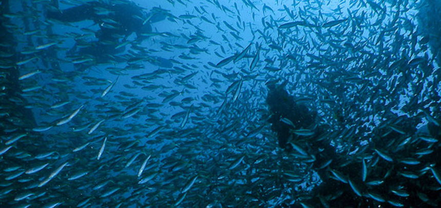 King Cruiser Wreck diving - Schools of fishes