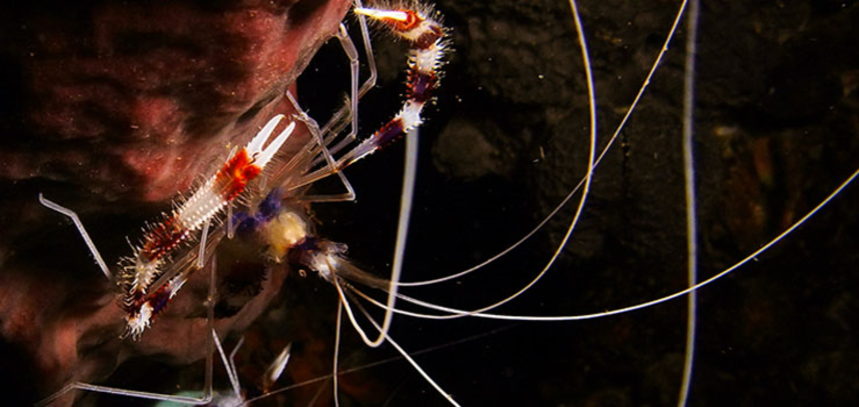 Koh Dok Mai diving - Cleaning shrimp