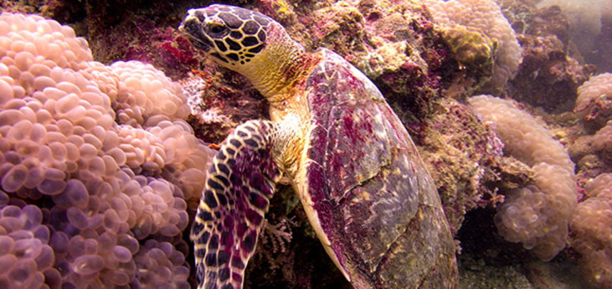 Koh Dok Mai diving - Sea turtle