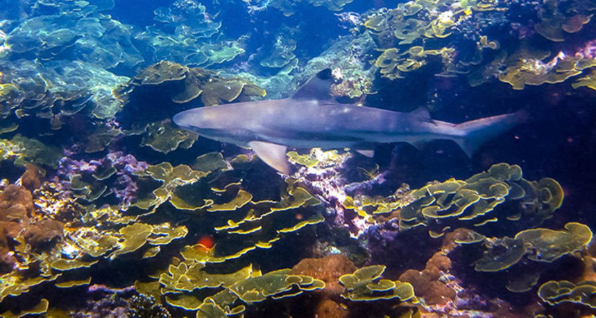 Plongée aux îles Phi Phi - Ko Bida Nok - Requin à pointe noire