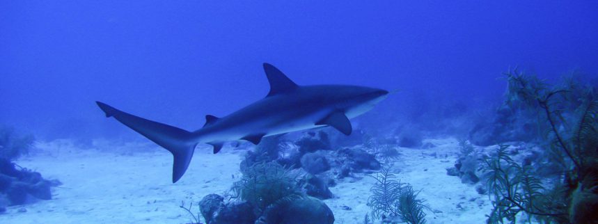 Plongée aux îles Phi Phi - Requin de récif à Palong Bay