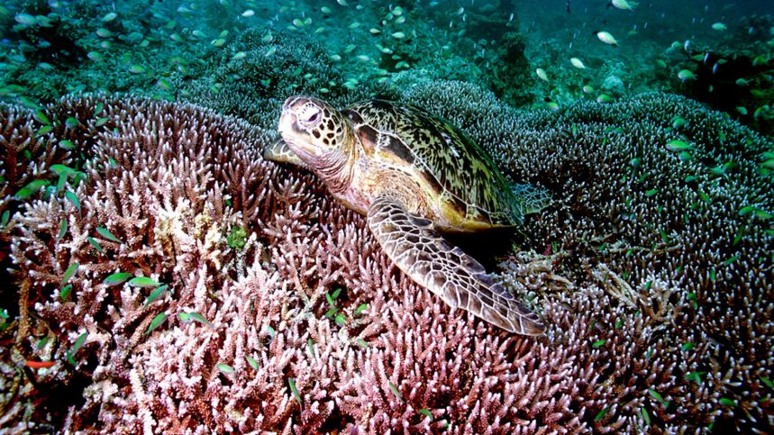 Plongée aux îles Racha - Ko Racha Yai tortue de mer