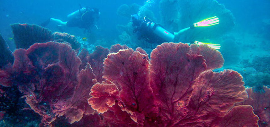 Shark Point diving - Sea Fan corals