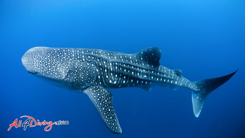Plongée Phuket - Rencontre du requin-baleine sur les sites de plongée des îles Similan