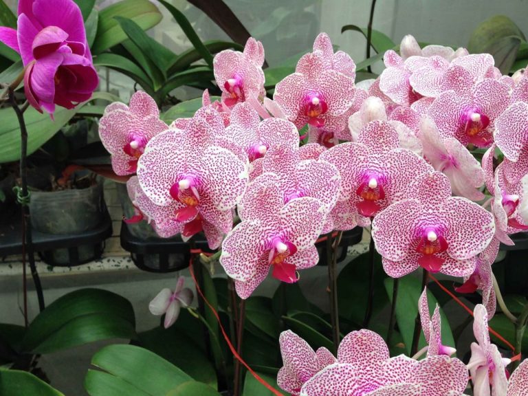 Vacances Plongée Phuket Thaïlande - Ferme aux orchidées 02