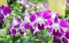Vacances Plongée Phuket Thaïlande - Ferme aux orchidées