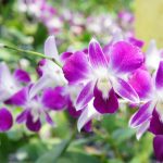 Vacances Plongée Phuket Thaïlande - Ferme aux orchidées