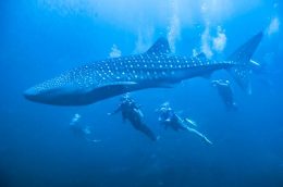 Centre de plongée Phuket Thaïlande - rencontre avec le grand requin-baleine